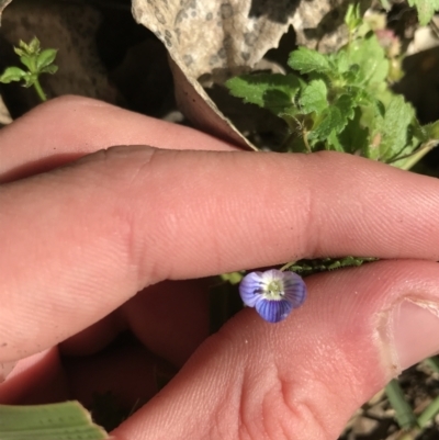 Veronica persica (Creeping Speedwell) at Red Hill to Yarralumla Creek - 23 May 2021 by Tapirlord