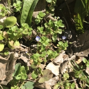 Veronica persica at Hughes, ACT - 23 May 2021 11:44 AM