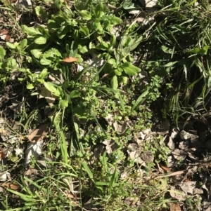 Veronica persica at Hughes, ACT - 23 May 2021 11:44 AM