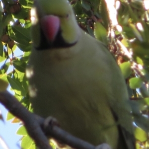 Psittacula krameri at Narrabundah, ACT - 31 May 2021