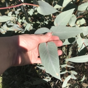 Eucalyptus dives at Hughes, ACT - 23 May 2021