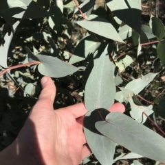 Eucalyptus dives at Hughes, ACT - 23 May 2021