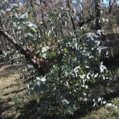 Eucalyptus dives at Hughes, ACT - 23 May 2021