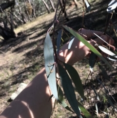 Eucalyptus dives at Hughes, ACT - 23 May 2021