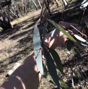 Eucalyptus dives at Hughes, ACT - 23 May 2021