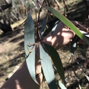 Eucalyptus dives at Hughes, ACT - 23 May 2021