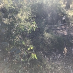 Clematis leptophylla at Hughes, ACT - 23 May 2021 12:00 PM