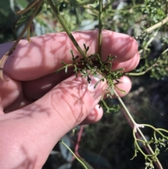 Clematis leptophylla at Hughes, ACT - 23 May 2021 12:00 PM