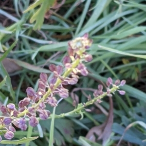 Lepidium africanum at Watson, ACT - 31 May 2021