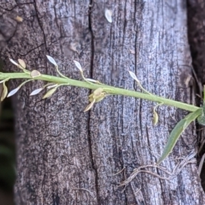 Lepidium africanum at Watson, ACT - 31 May 2021 11:53 AM