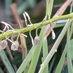 Lepidium africanum at Watson, ACT - 31 May 2021