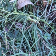 Lepidium africanum at Watson, ACT - 31 May 2021