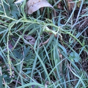 Lepidium africanum at Watson, ACT - 31 May 2021 11:53 AM