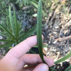 Solanum linearifolium (Kangaroo Apple) at Hughes, ACT - 23 May 2021 by Tapirlord