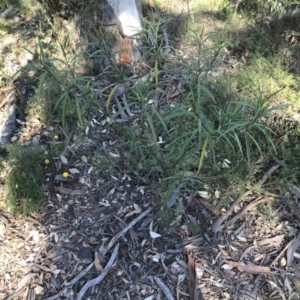 Solanum linearifolium at Hughes, ACT - 23 May 2021