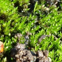 Bryaceae (family) (A moss) at Mount Ainslie to Black Mountain - 9 May 2021 by JanetRussell