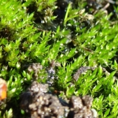 Bryaceae (family) (A moss) at Parkes, ACT - 9 May 2021 by JanetRussell