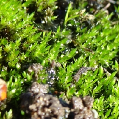 Bryaceae (family) (A moss) at Commonwealth & Kings Parks - 9 May 2021 by JanetRussell