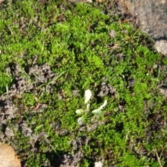 Bryaceae (family) at Parkes, ACT - 9 May 2021