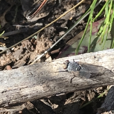 Calliphora sp. (genus) (Unidentified blowfly) at Red Hill Nature Reserve - 23 May 2021 by Tapirlord