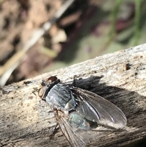 Calliphora sp. (genus) at Hughes, ACT - 23 May 2021