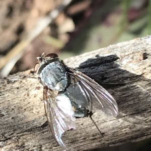 Calliphora sp. (genus) at Hughes, ACT - 23 May 2021