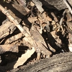 Acrididae sp. (family) (Unidentified Grasshopper) at Red Hill Nature Reserve - 23 May 2021 by Tapirlord