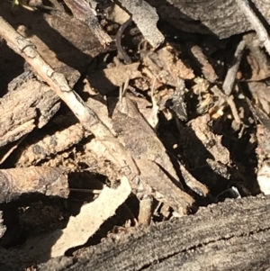 Acrididae sp. (family) at Hughes, ACT - 23 May 2021