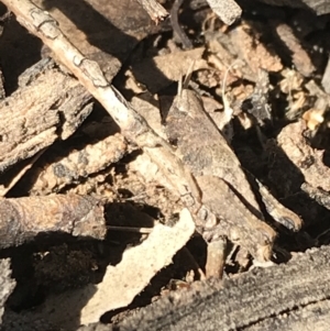 Acrididae sp. (family) at Hughes, ACT - 23 May 2021 12:04 PM