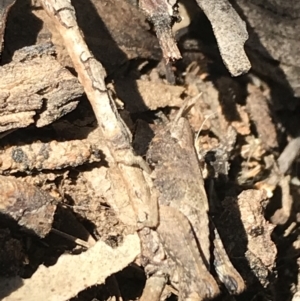 Acrididae sp. (family) at Hughes, ACT - 23 May 2021