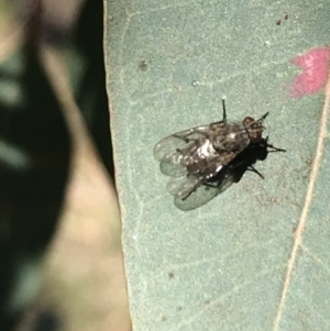 Muscidae (family) at Hughes, ACT - 23 May 2021 12:06 PM