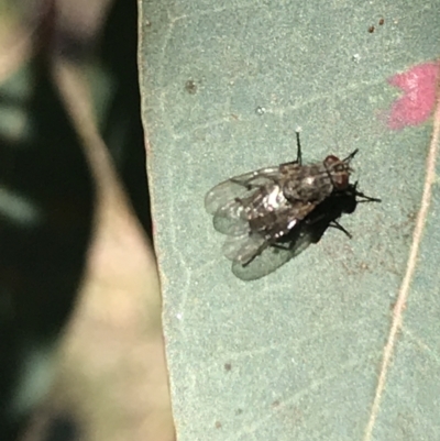 Muscidae (family) (Unidentified muscid fly) at Red Hill Nature Reserve - 23 May 2021 by Tapirlord
