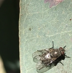 Muscidae (family) at Hughes, ACT - 23 May 2021