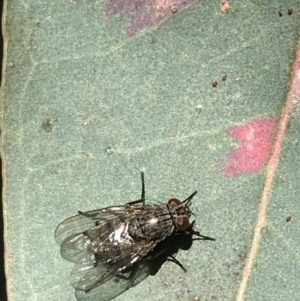 Muscidae (family) at Hughes, ACT - 23 May 2021