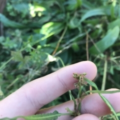 Rumex brownii at Hughes, ACT - 23 May 2021 12:11 PM