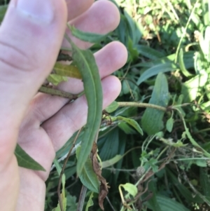 Rumex brownii at Hughes, ACT - 23 May 2021 12:11 PM