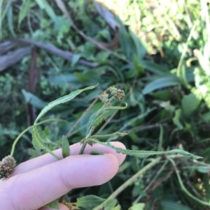 Rumex brownii at Hughes, ACT - 23 May 2021 12:11 PM