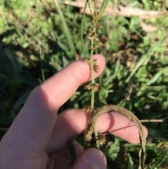 Rumex brownii at Hughes, ACT - 23 May 2021 12:11 PM