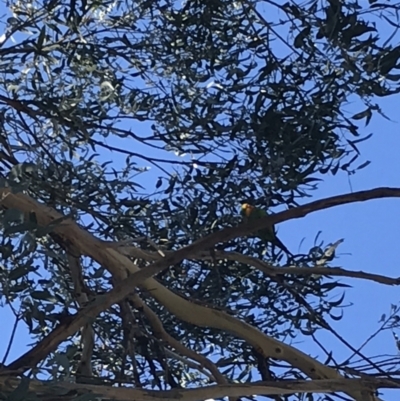 Polytelis swainsonii (Superb Parrot) at Hughes, ACT - 23 May 2021 by Tapirlord