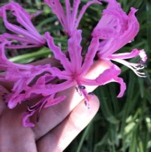 Nerine bowdenii at Hughes, ACT - 23 May 2021 12:26 PM