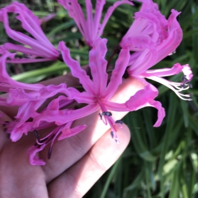 Nerine bowdenii (Nerine Lily) at Hughes, ACT - 23 May 2021 by Tapirlord