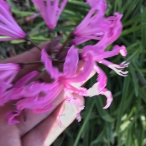 Nerine bowdenii at Hughes, ACT - 23 May 2021