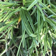 Nerine bowdenii at Hughes, ACT - 23 May 2021