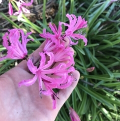 Nerine bowdenii at Hughes, ACT - 23 May 2021 12:26 PM