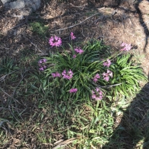 Nerine bowdenii at Hughes, ACT - 23 May 2021 12:26 PM