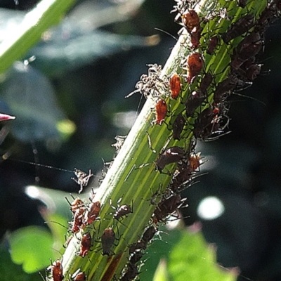 Aphididae (family) (Unidentified aphid) at Commonwealth & Kings Parks - 9 May 2021 by JanetRussell