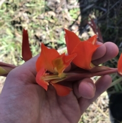 Gladiolus dalenii (Gladioli) at Red Hill to Yarralumla Creek - 23 May 2021 by Tapirlord