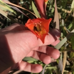 Gladiolus dalenii at Hughes, ACT - 23 May 2021 12:27 PM