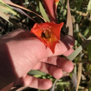 Gladiolus dalenii at Hughes, ACT - 23 May 2021 12:27 PM