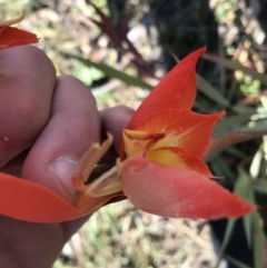 Gladiolus dalenii at Hughes, ACT - 23 May 2021 12:27 PM